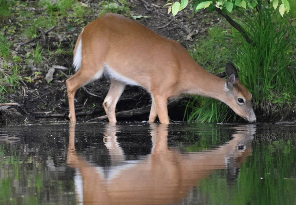 Deer sighting near the summer cabin